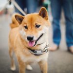 wydatki na utrzymanie psa w KUP